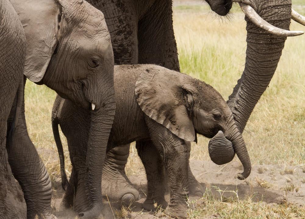 A baby elephant walks between two large adult elephants.
