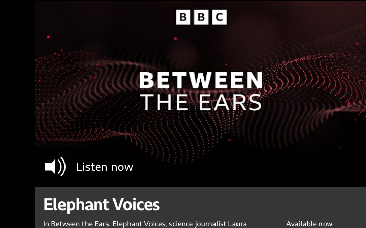 BBC "Between the Ears" podcast page with "Listen now" and "Elephant Voices" episode.