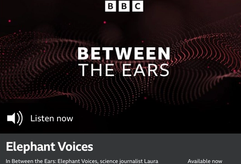 BBC 'Between The Ears' program page for 'Elephant Voices', with a listen button.