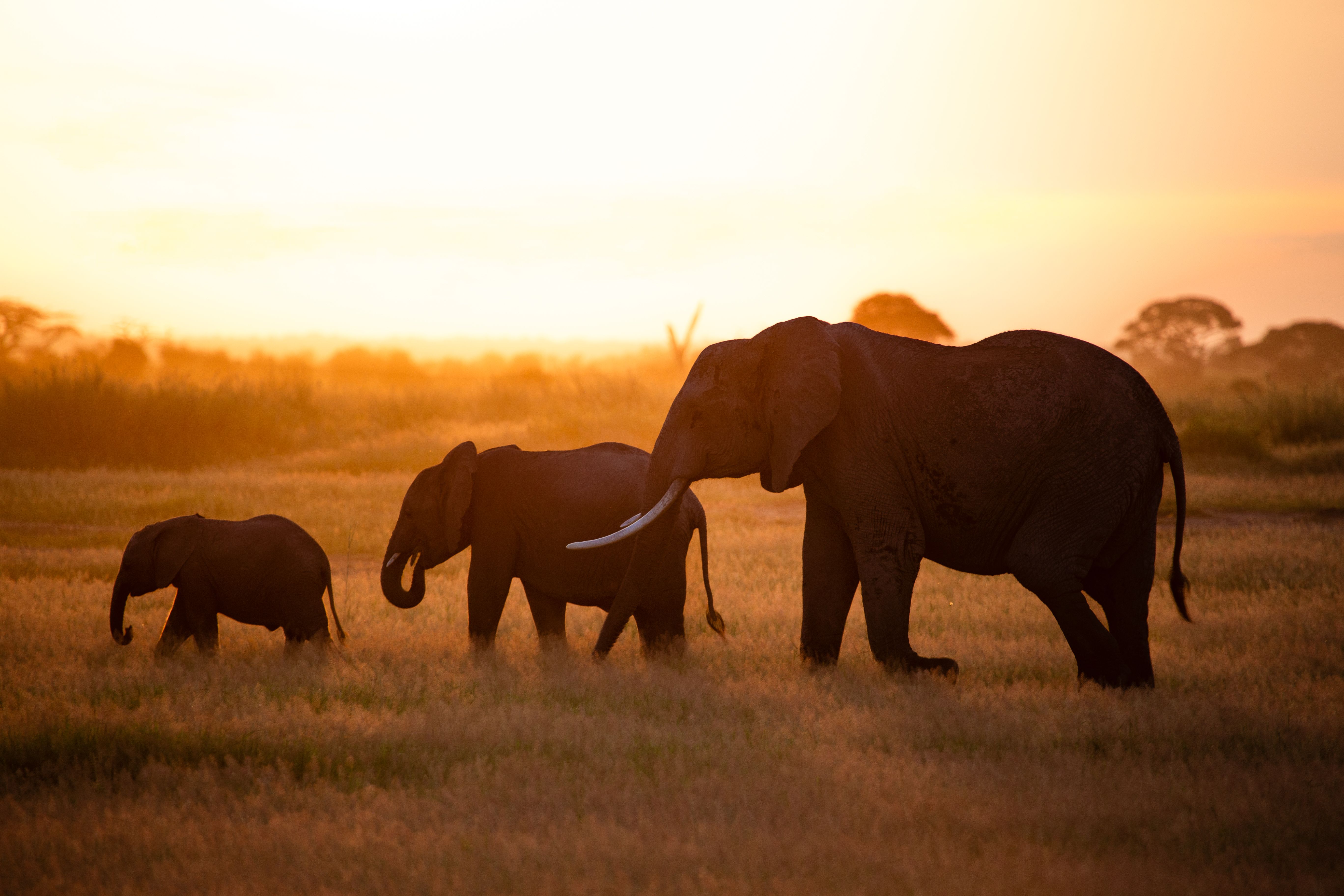 Silhouette of an adult elephant, juvenile, and calf walking in tall grass against a golden sunset.