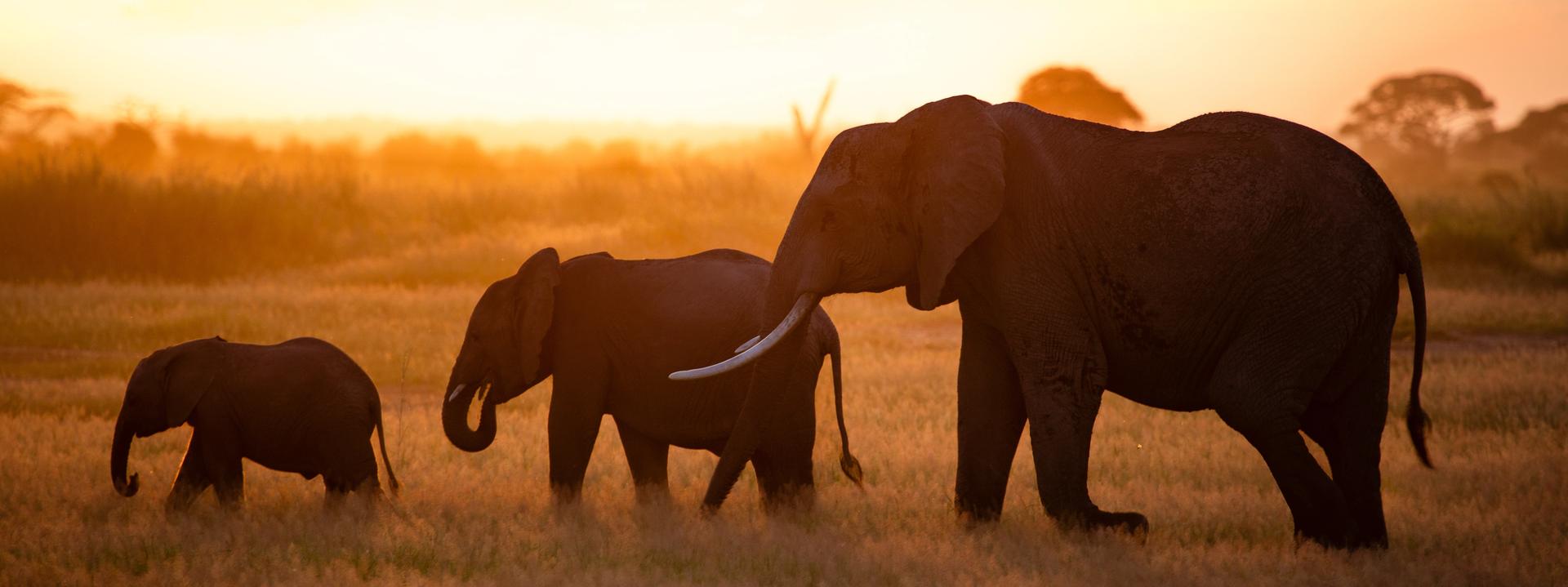 Silhouette of an adult elephant, juvenile, and calf walking in tall grass against a golden sunset.