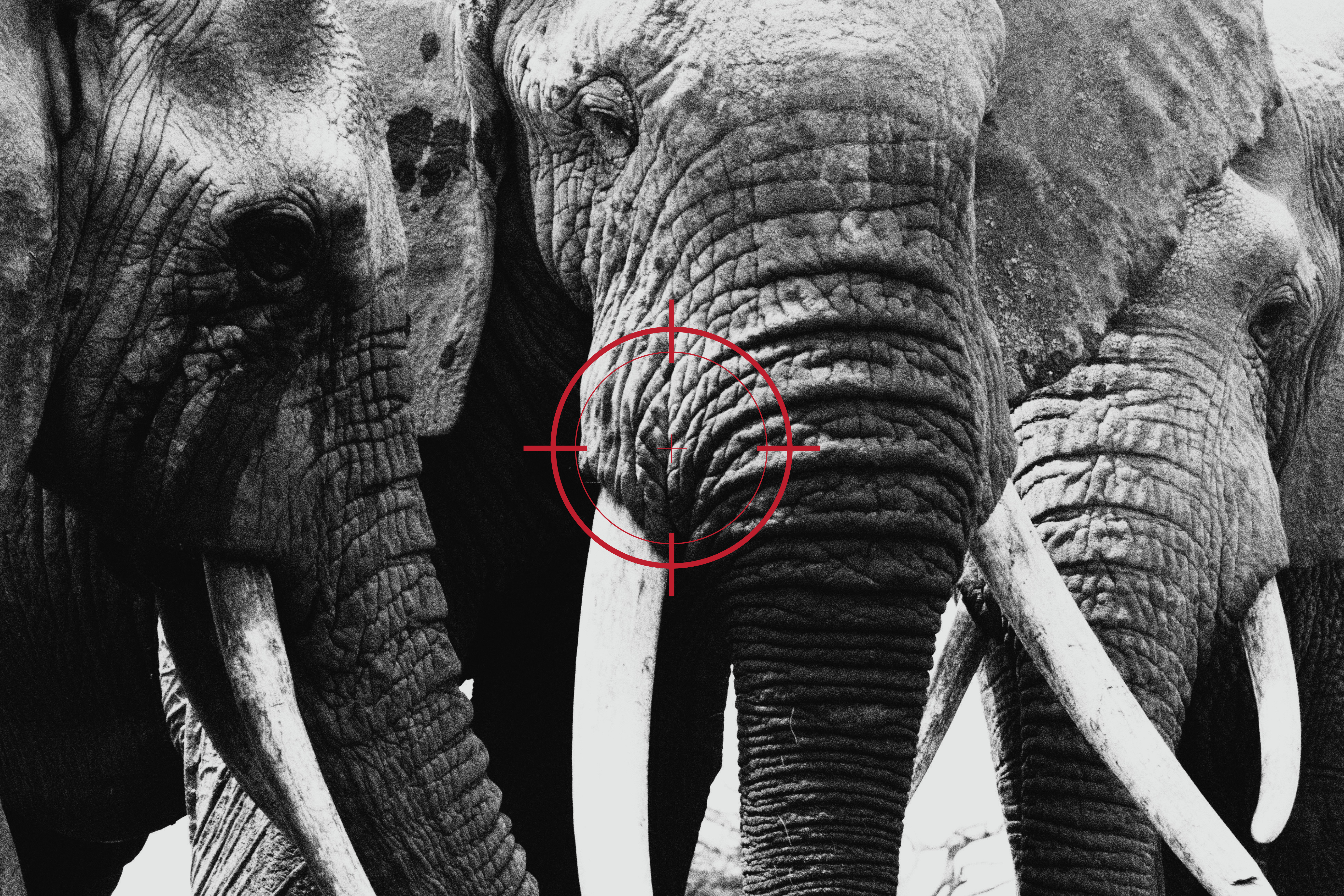 Black and white close-up of an elephant's face with a red target reticle over it.