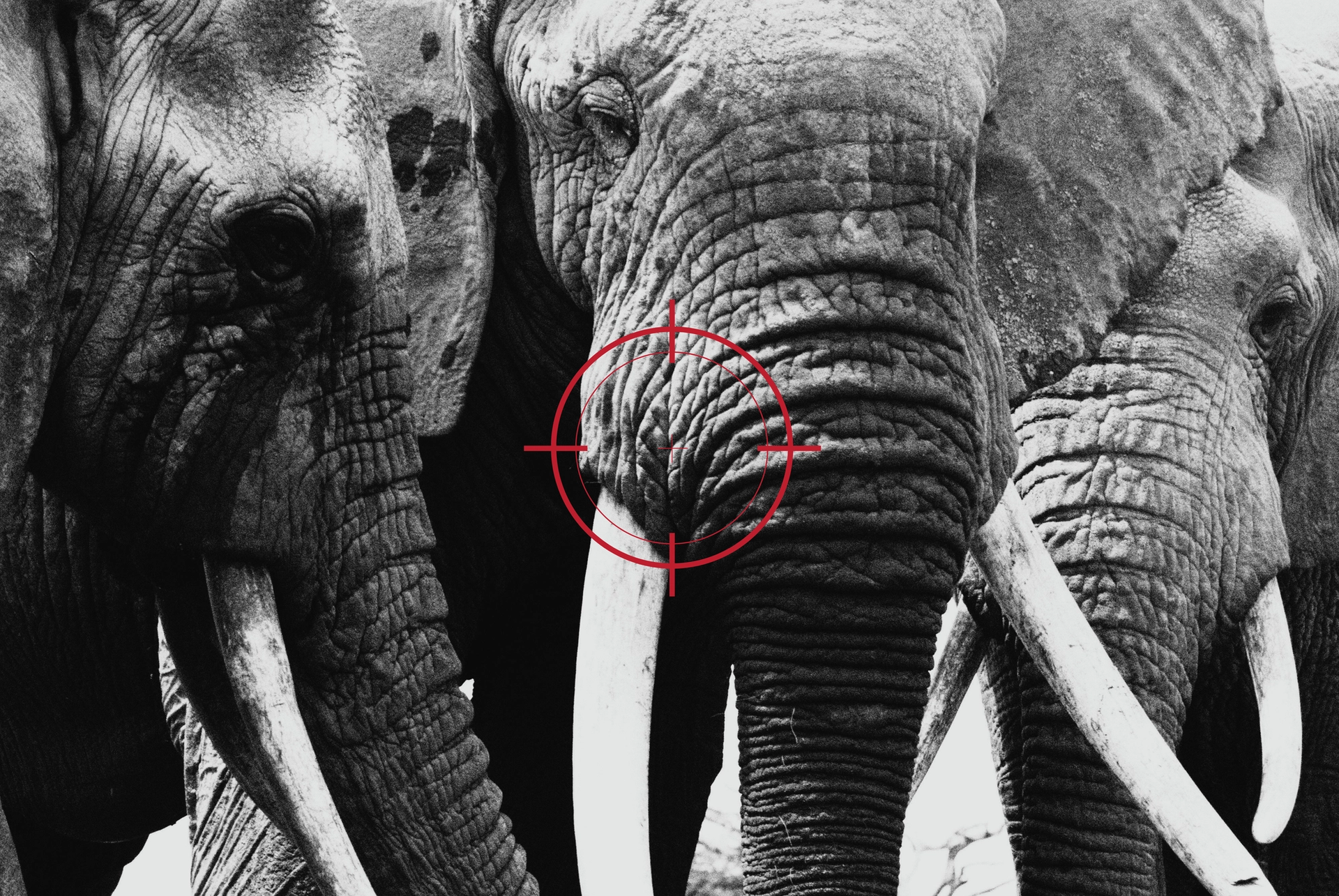 Black and white close-up of an elephant with a red target crosshair over its body.