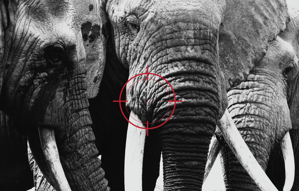 Black and white close-up of an elephant's face with a red target reticle over it.