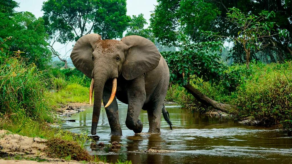 An elephant with large tusks walks through a shallow jungle river.