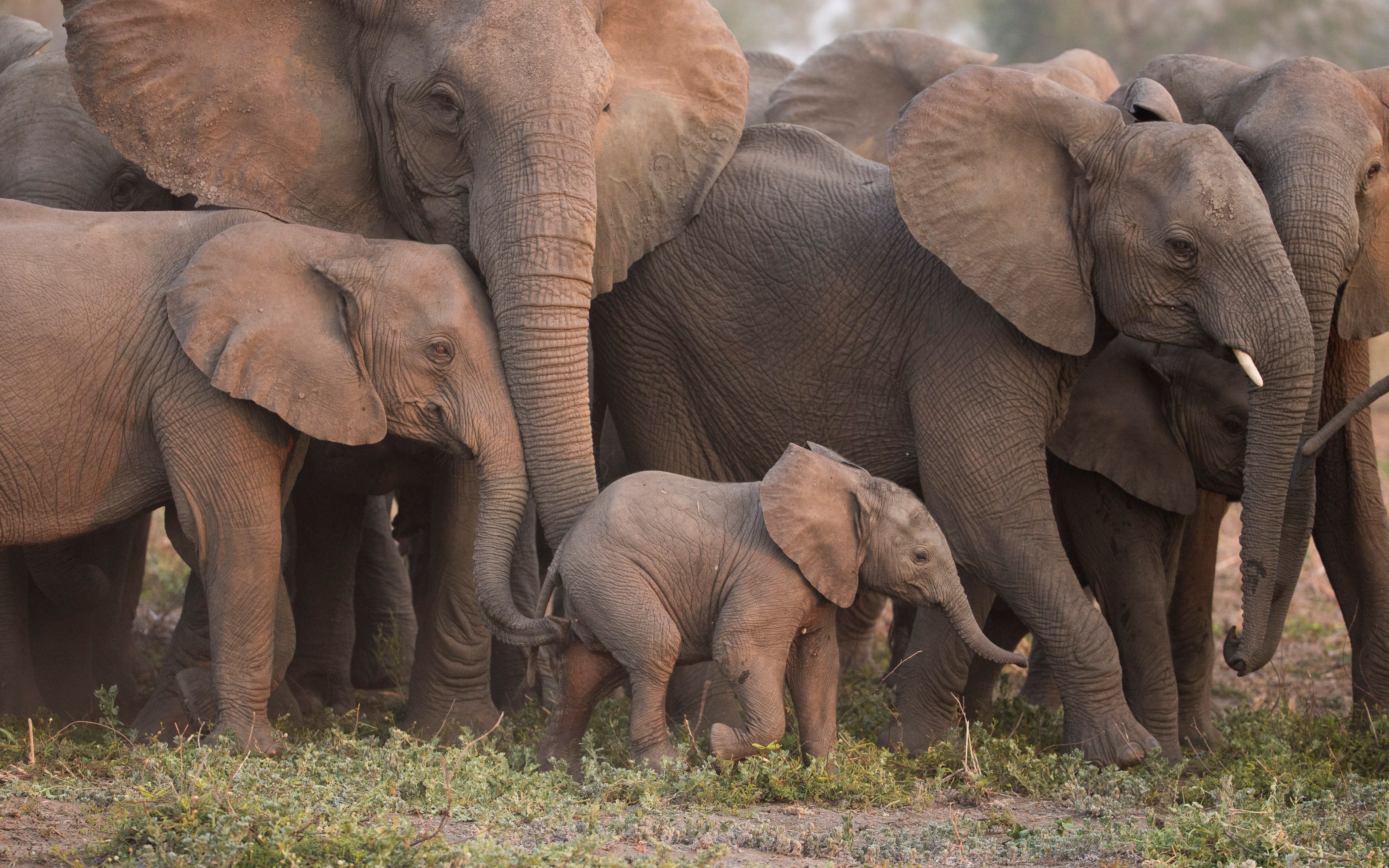 Elephant shepherd a baby elephant back to her family.