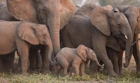 Elephant shepherd a baby elephant back to her family.