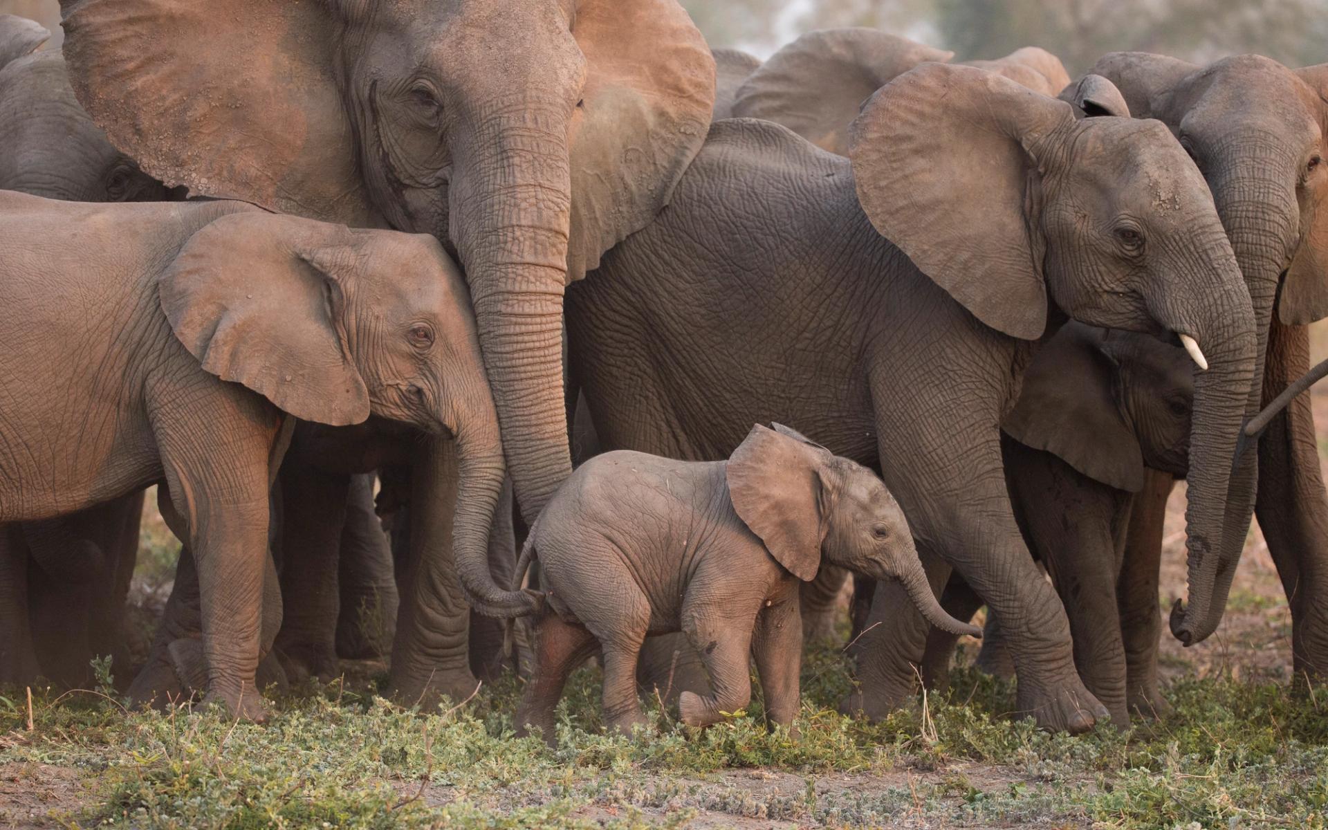 A herd of elephants, including adults and a small calf, stands in a grassy area.