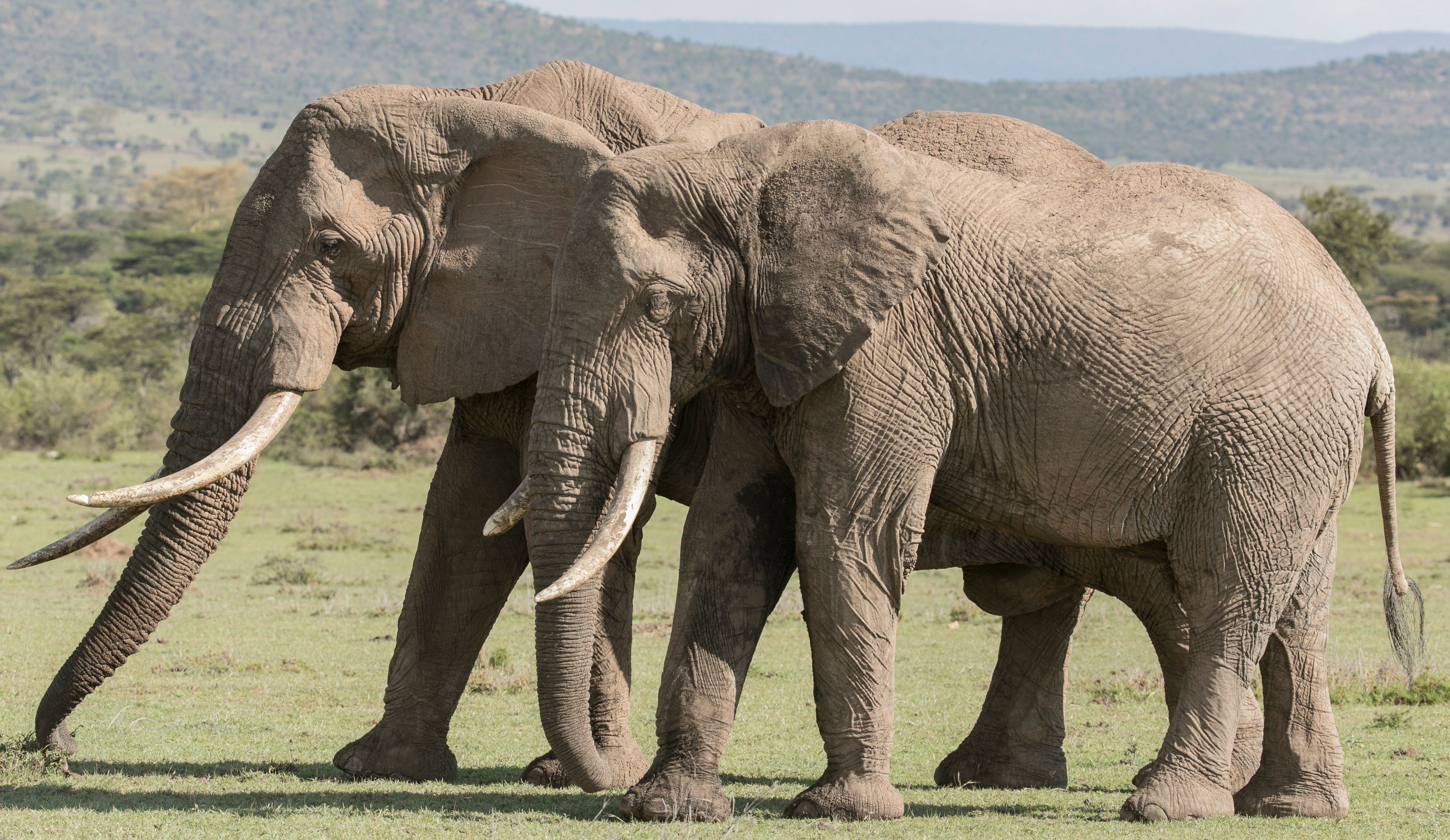 Older bull elephants control young males: Orphaned male adolescents go on killing sprees if mature males aren't around