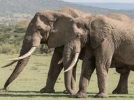 Older bull elephants control young males: Orphaned male adolescents go on killing sprees if mature males aren't around