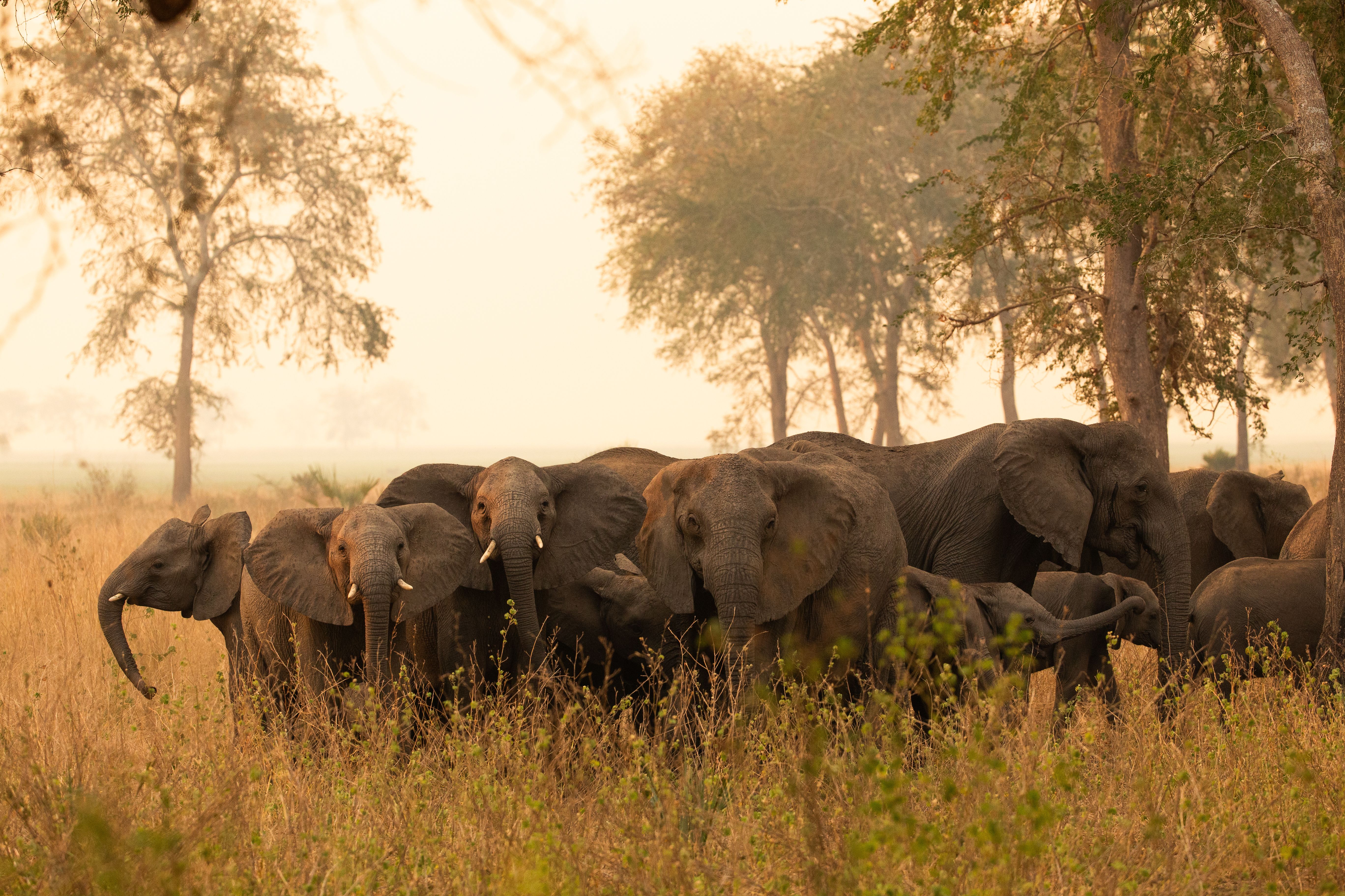 A herd of elephants stands in tall golden grass with hazy trees in the background.