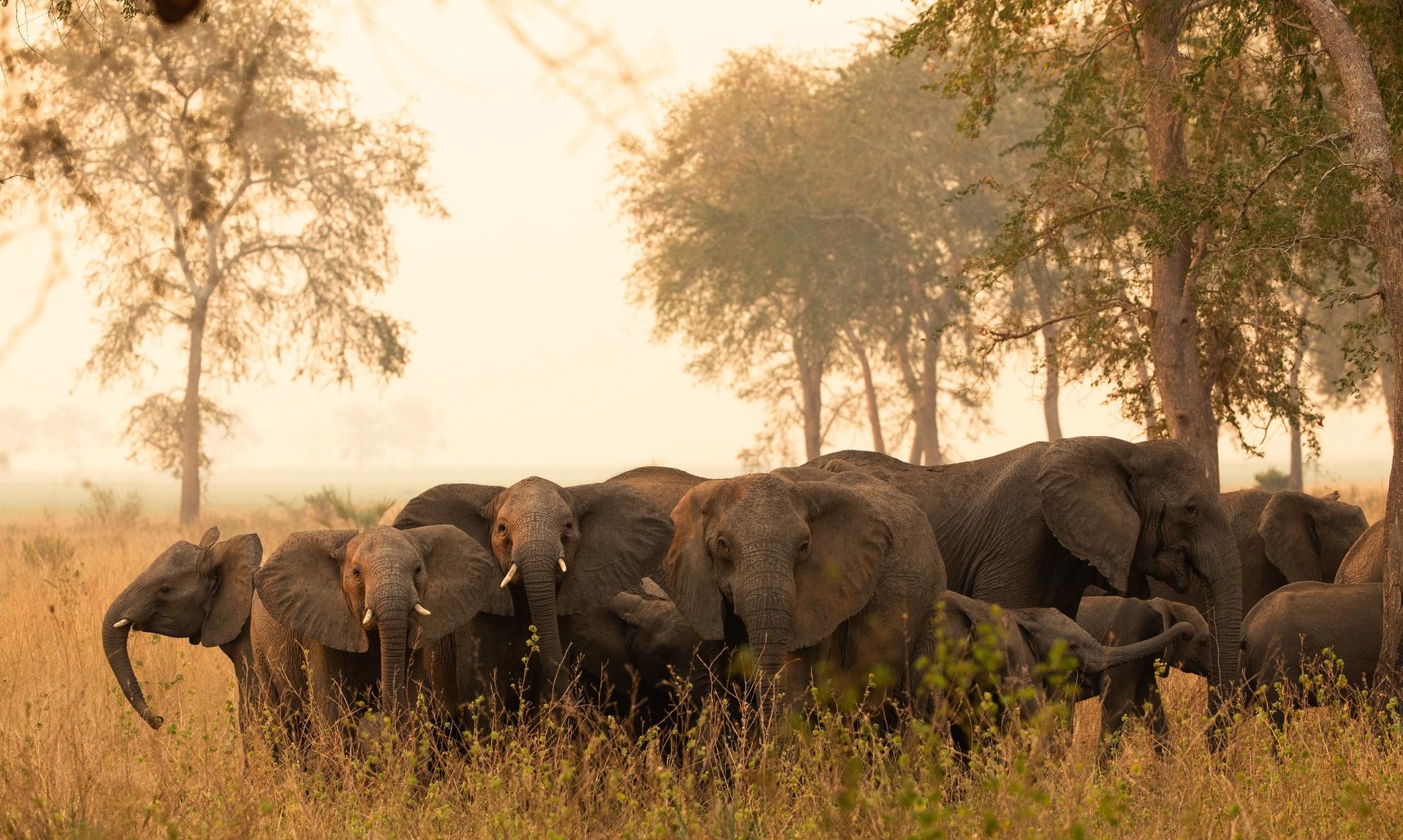 A herd of elephants stands in tall golden grass with hazy trees in the background.