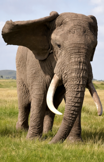 A muddy African elephant with large tusks and a fanned ear stands in a green field.
