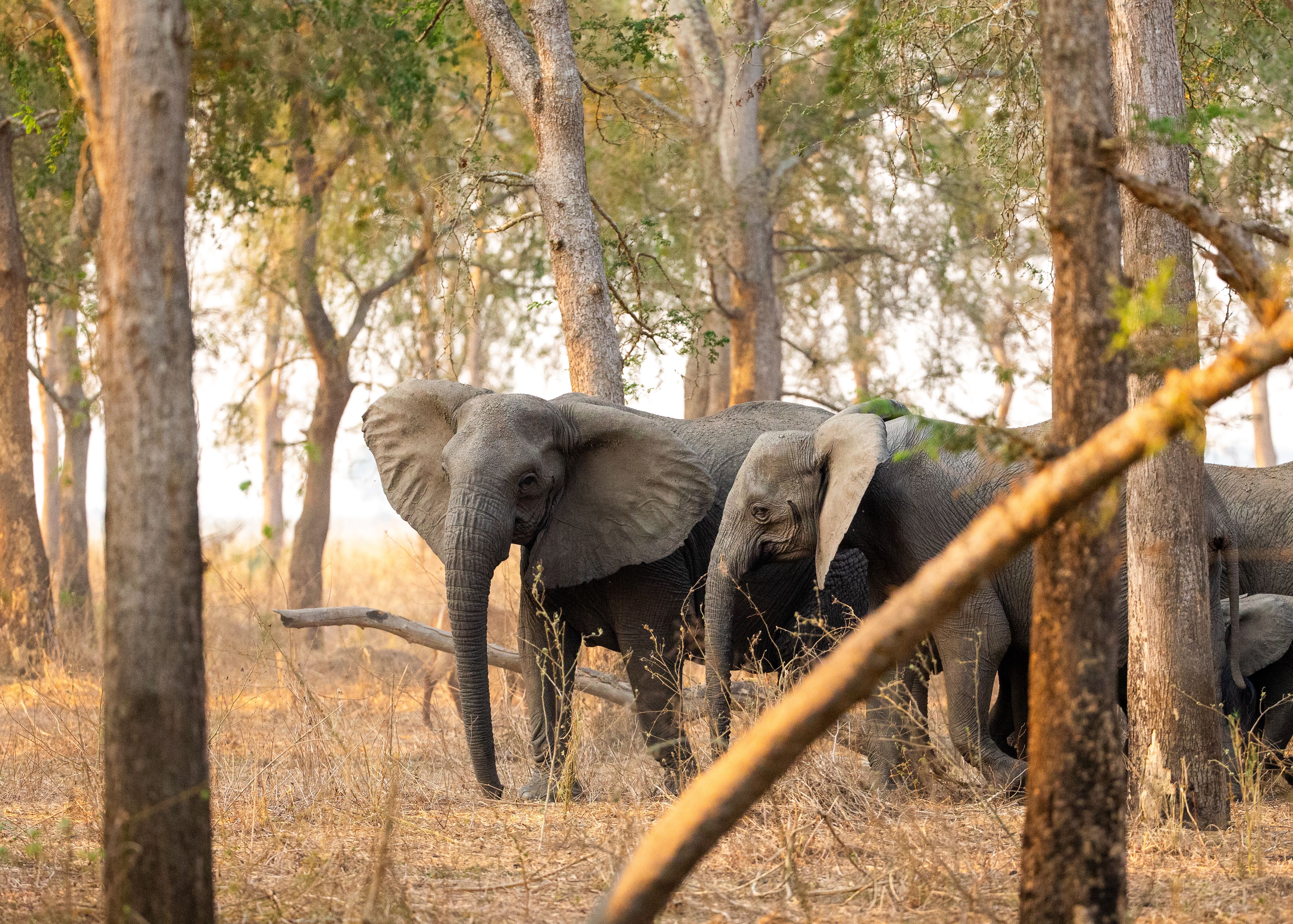 Human-Driven Evolution: The Rise of Tusklessness