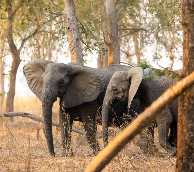 Human-Driven Evolution: The Rise of Tusklessness