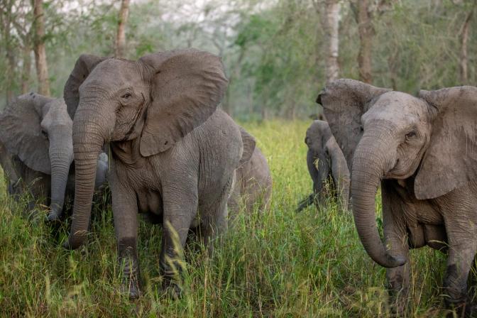 Understanding & Respecting the Signals of Elephants