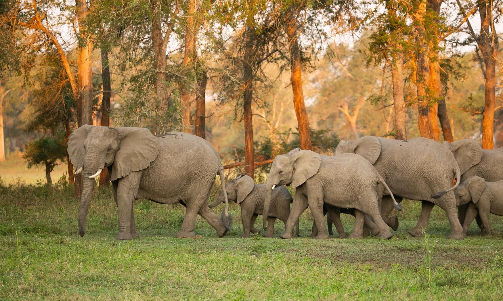 A herd of elephants with adults and calves walks through a grassy field with trees in the background.