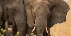 Mother and son elephants standing close together, one with tusks facing forward.