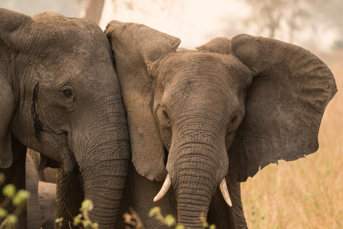 A juvenile male elephant Ear-Brushes his mother.