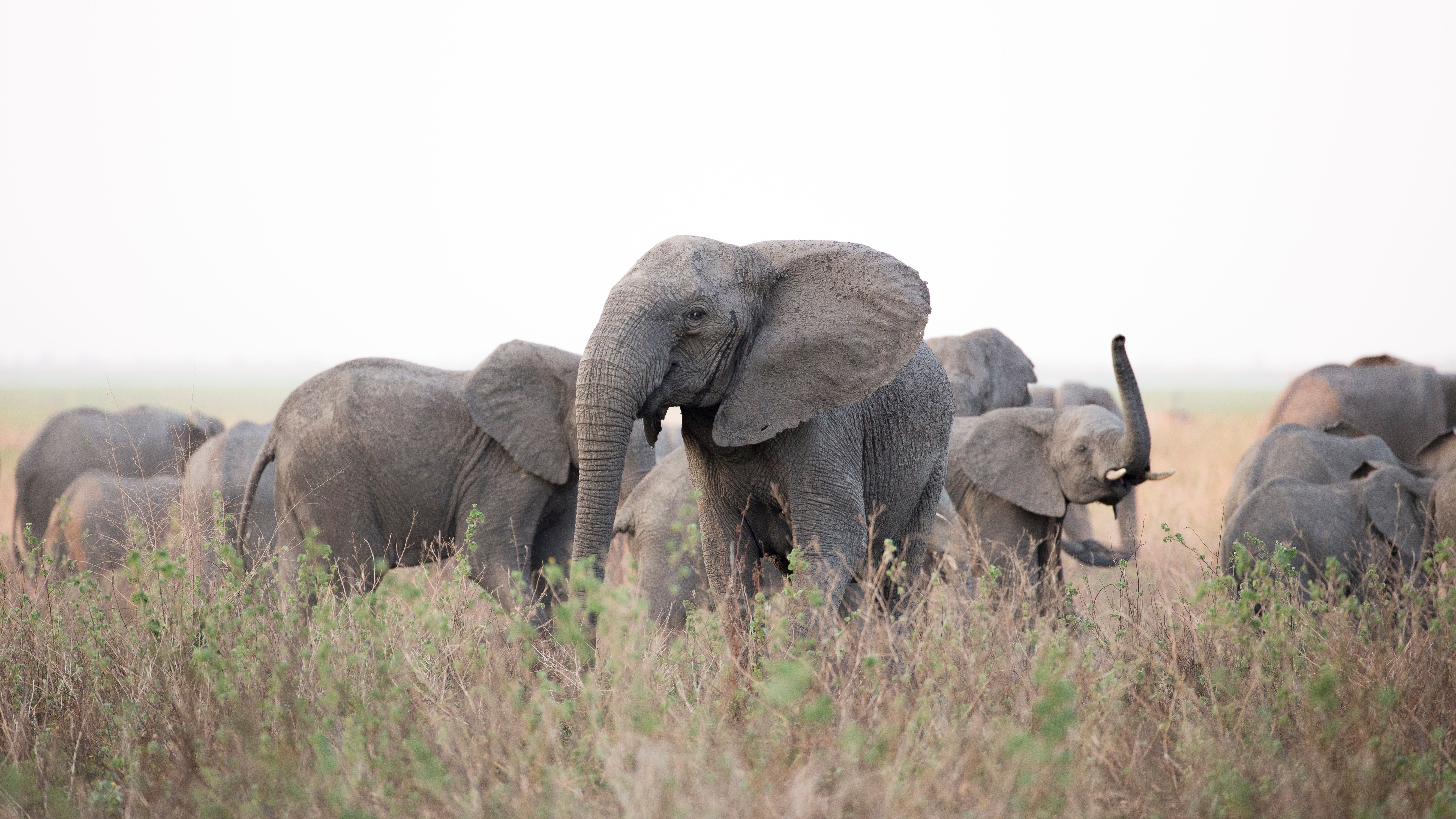 Leadership: The Matriarch