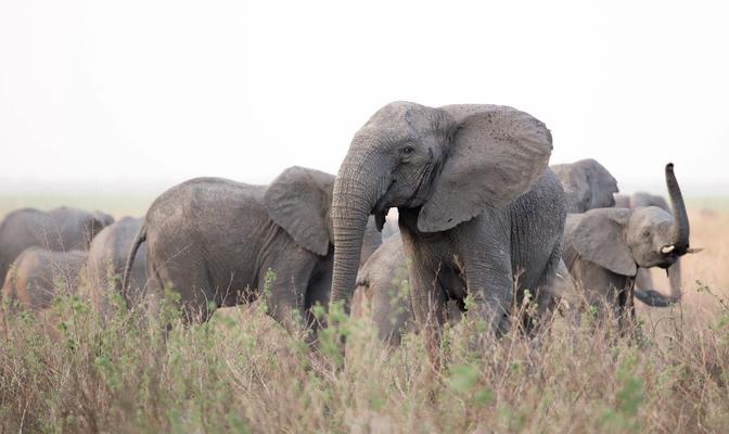 Leadership: The Matriarch