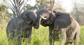 Mwana Nzo and Valente intertwine trunks as they rumble in chorus