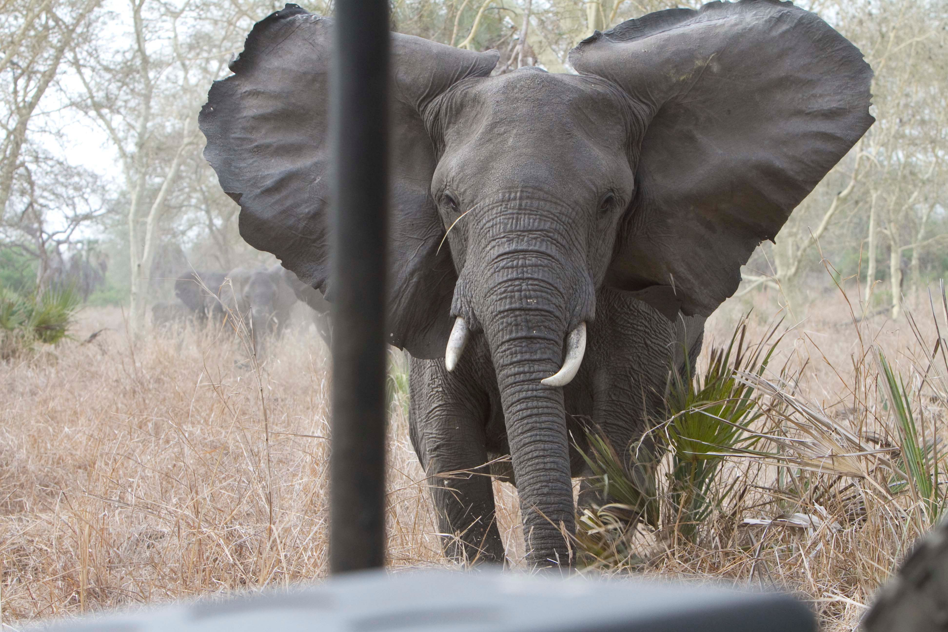 An elephant with wide-flared ears and tusks stares forward, seen through a vehicle bar in dry grass.