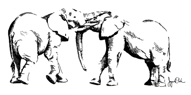A pen and ink illustration by Joyce Poole of young males sparring