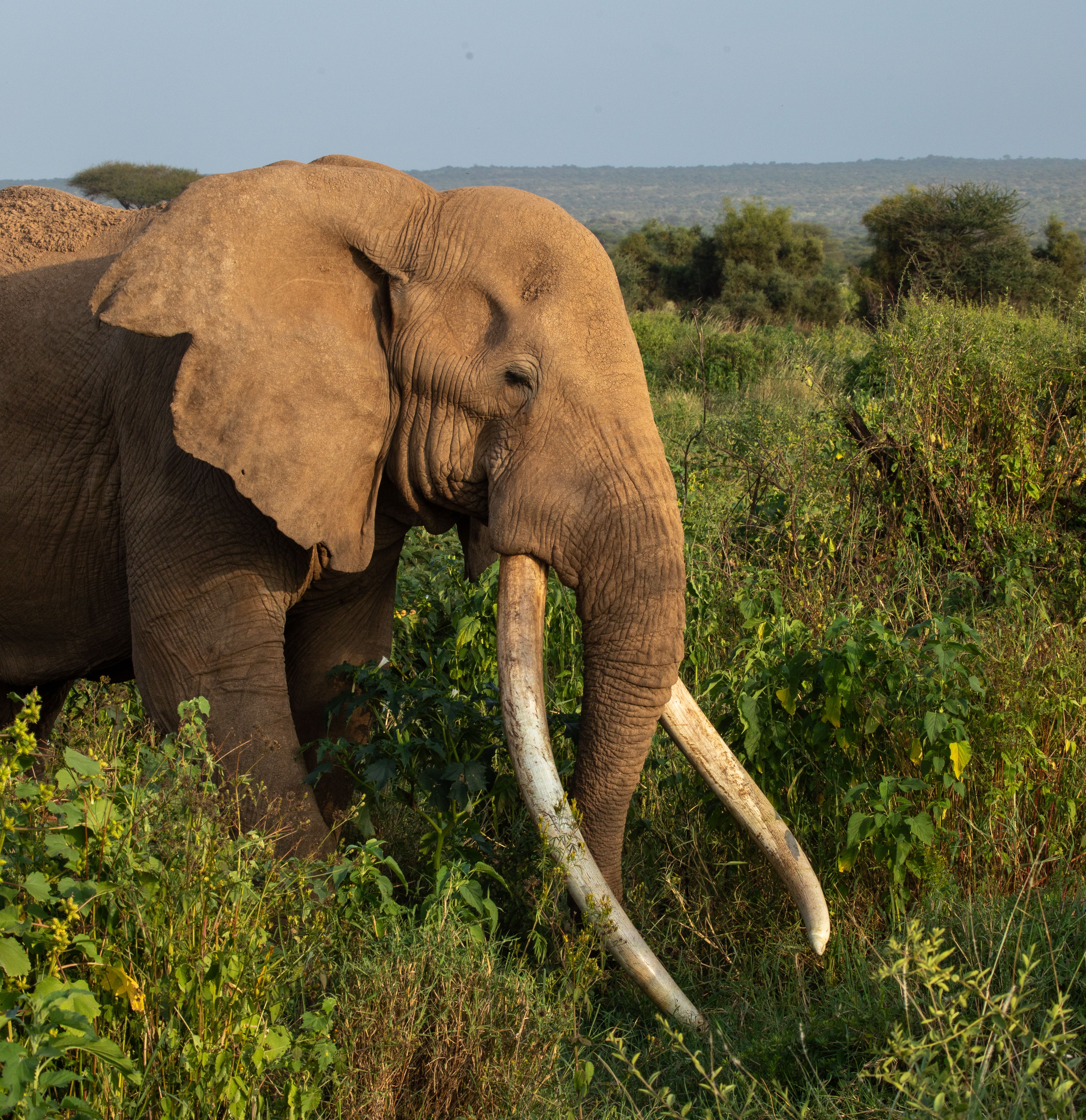 The Irreplaceable Value of Long-Lived Elephants