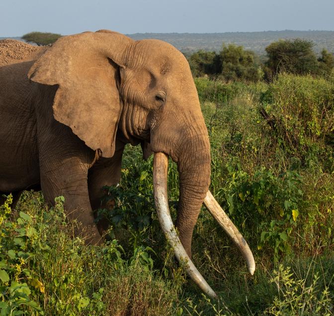 The Irreplaceable Value of Long-Lived Elephants