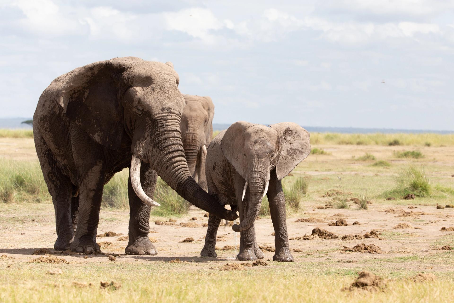 Two elephants with tusks walking across a dry, dusty landscape.