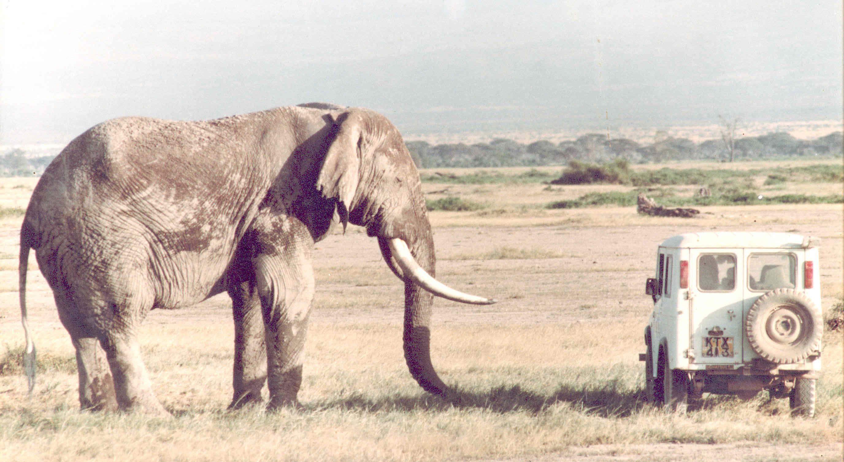 In Amboseli elephant Dionysus in musth towers over Joyce Poole's Daihatsu Jeep.