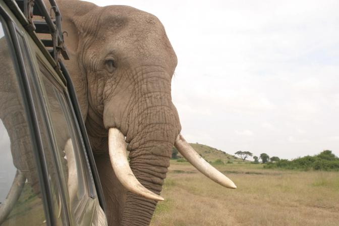 An Elephant Named Vladimir