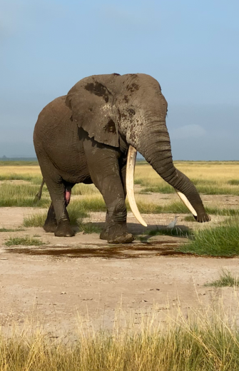 A large, mud-stained elephant with long tusks stands in a grassy savanna under a blue sky, with a small white bird near its foot.