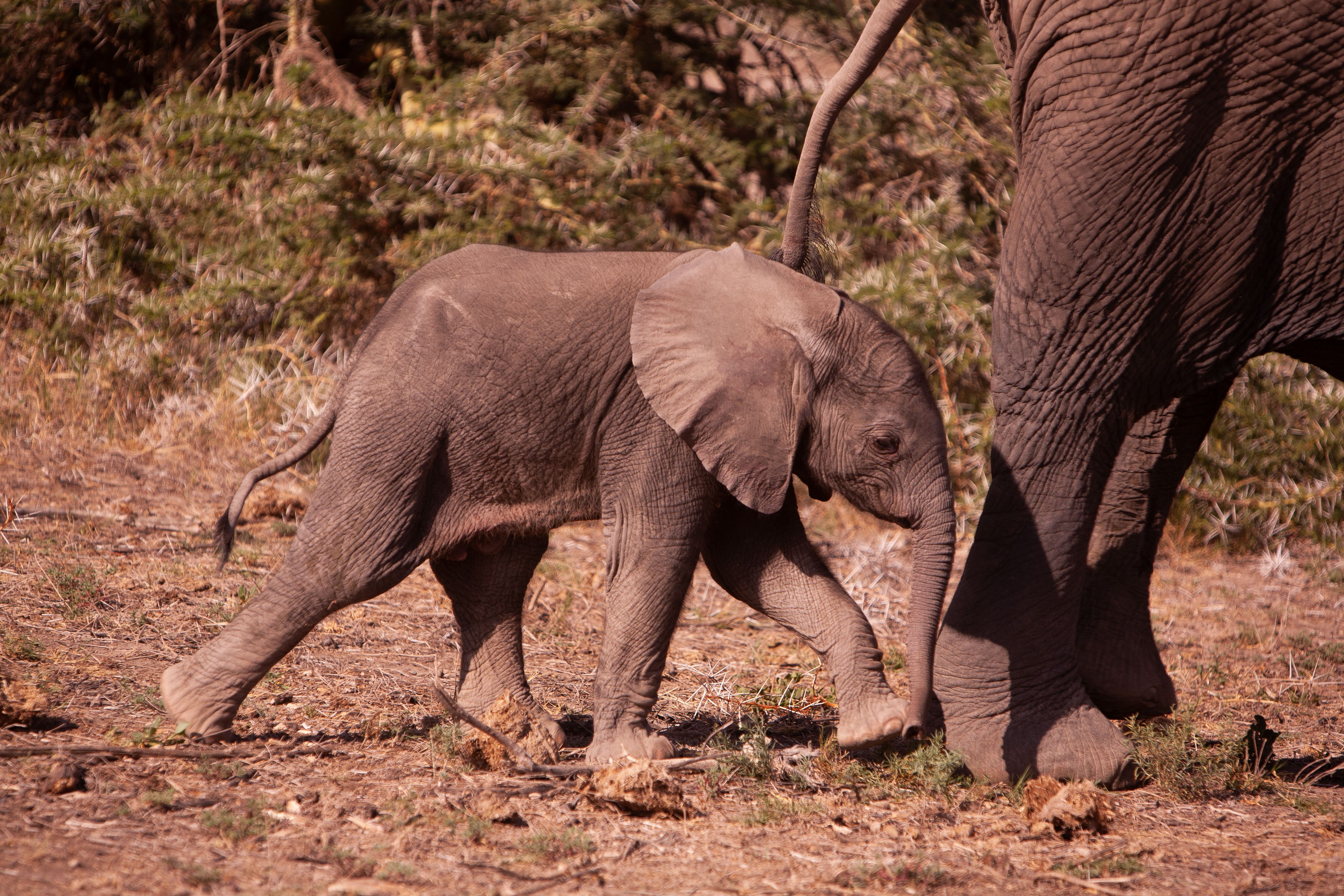 Three elephants, including a calf, walk in a savanna under a cloudy sky.