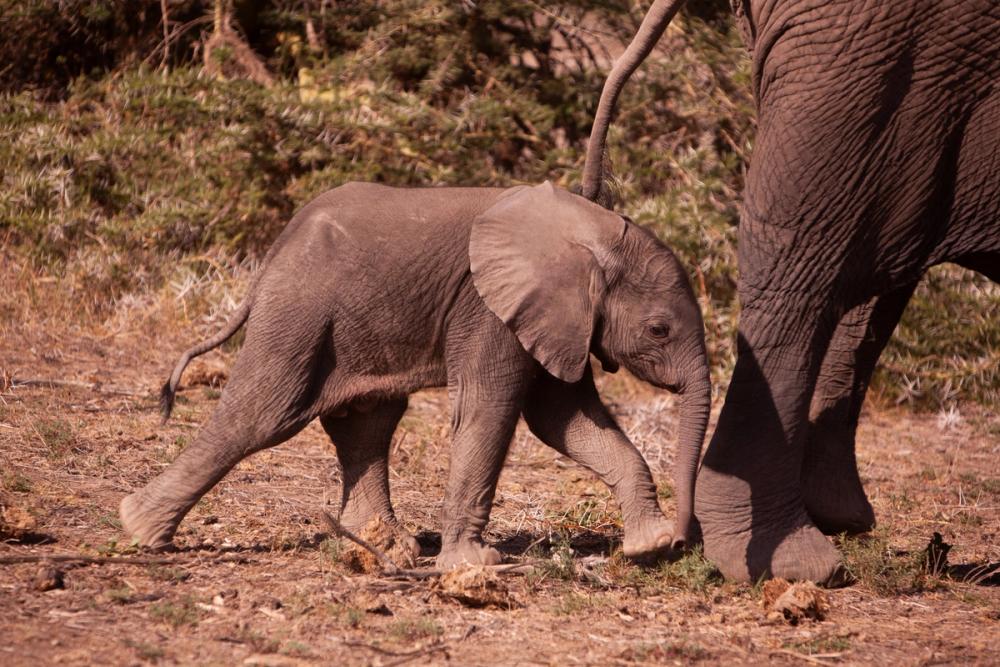 Baby elephant walking next to an adult elephant's leg.