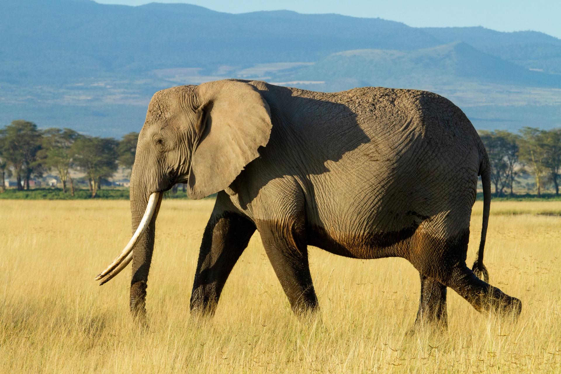 African elephant with long tusks walking through tall grass in a savanna.