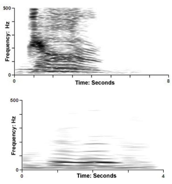 Spectrograms showing a very powerful elephant roar-rumble and a soft rumble