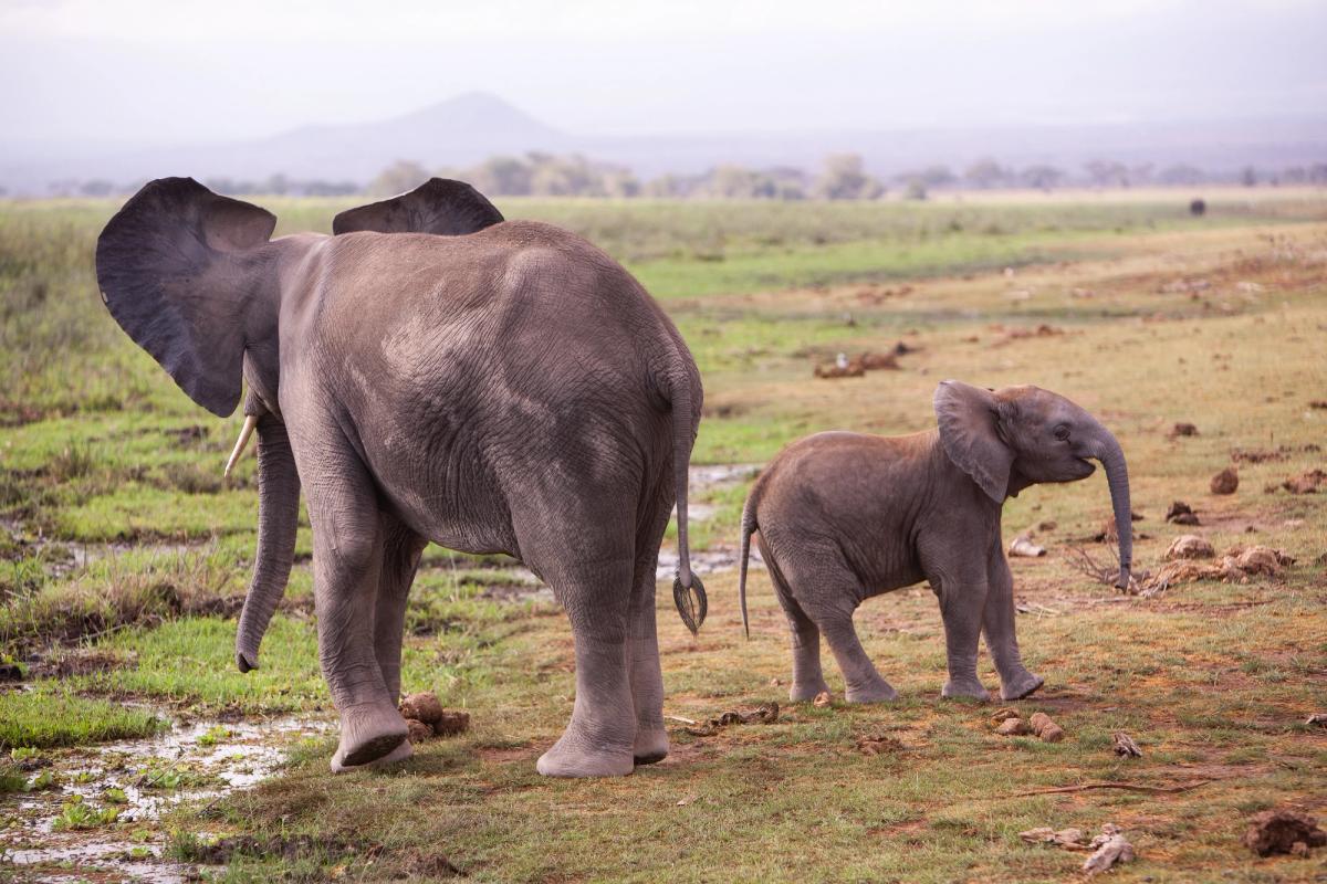 An adult elephant, seen from behind, stands next to a baby elephant in a grassy field.