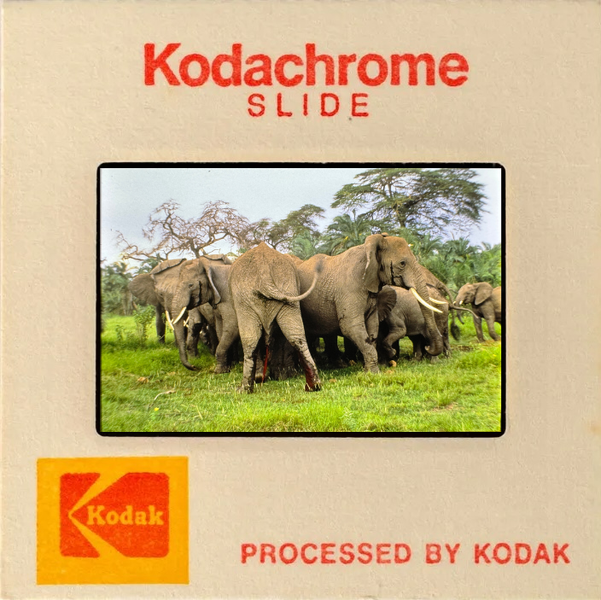 A Kodachrome slide showing a herd of elephants in a grassy, treed landscape.