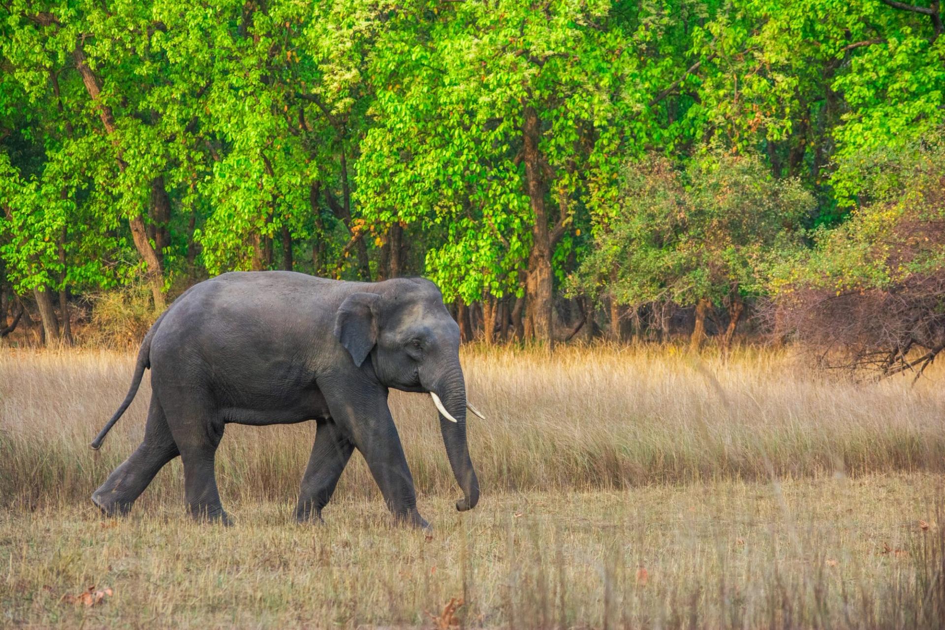 An elephant with large tusks walks through a shallow jungle river.