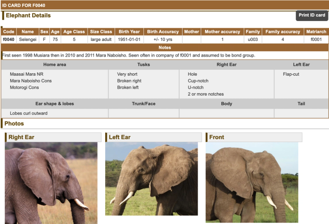 Identifying Elephants