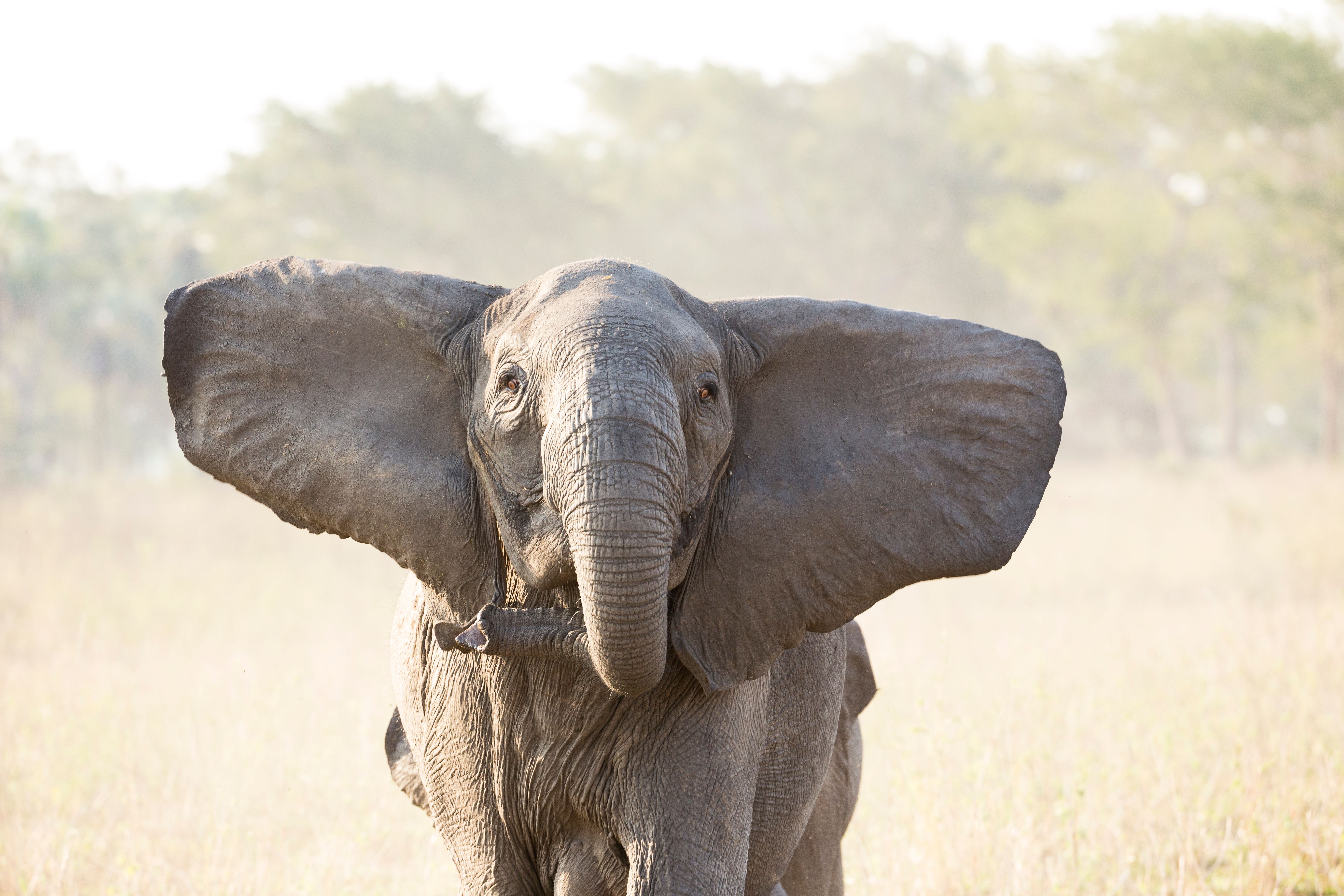 An elephant with widely spread ears holds a small branch in its trunk, standing in a sunny savanna.