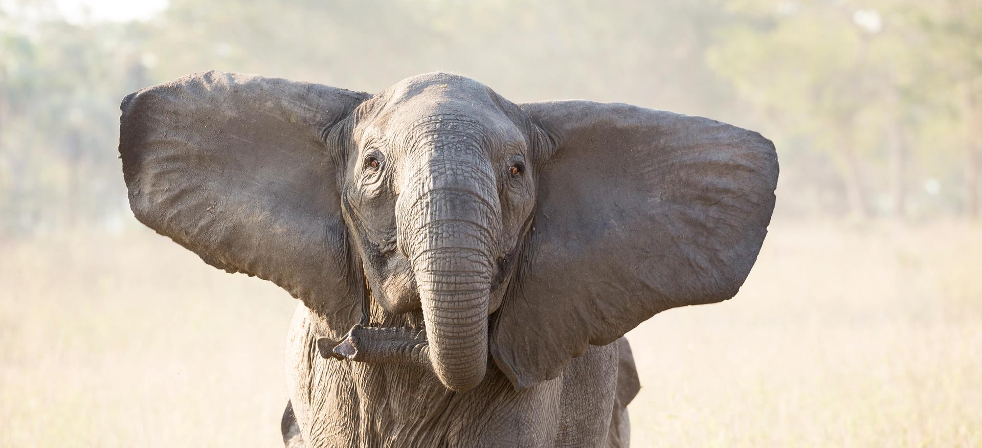 An elephant with widely spread ears holds a small branch in its trunk, standing in a sunny savanna.
