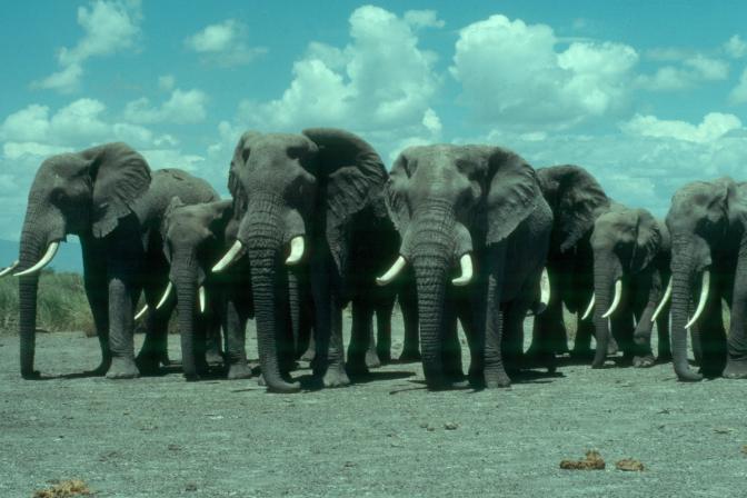 Cross-Border & Ecological Implications