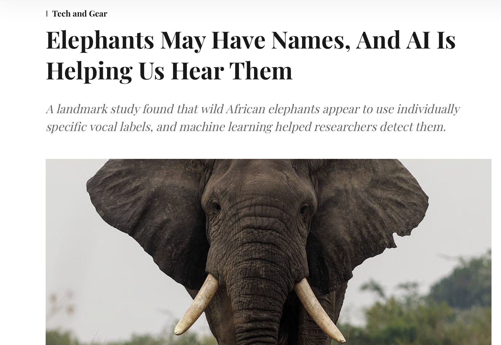 A close-up of an African elephant's head, showing its large ears, trunk, and prominent tusks.