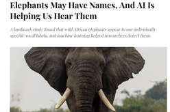 A close-up of an African elephant's head, showing its large ears, trunk, and prominent tusks.