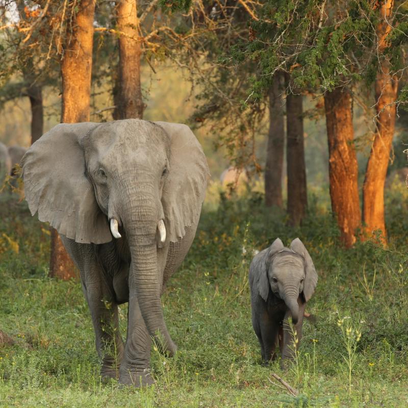 An adult female elephant and her calf walk through sunlit green grass and trees in Gorongosa.