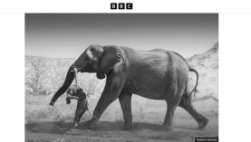 Award-winning black and white photo by Frederico Veronesi of an adult elephant carrying a dead infant by its trunk.