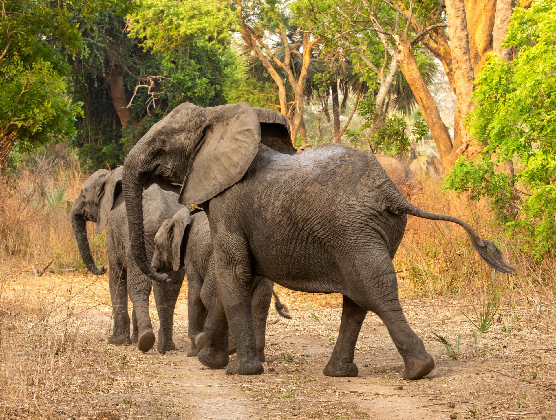 A family of elephants, including a calf, walks in single file on a dirt path through a wooded area.